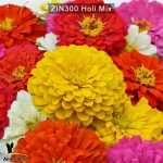 zinnia-holi-mix-1