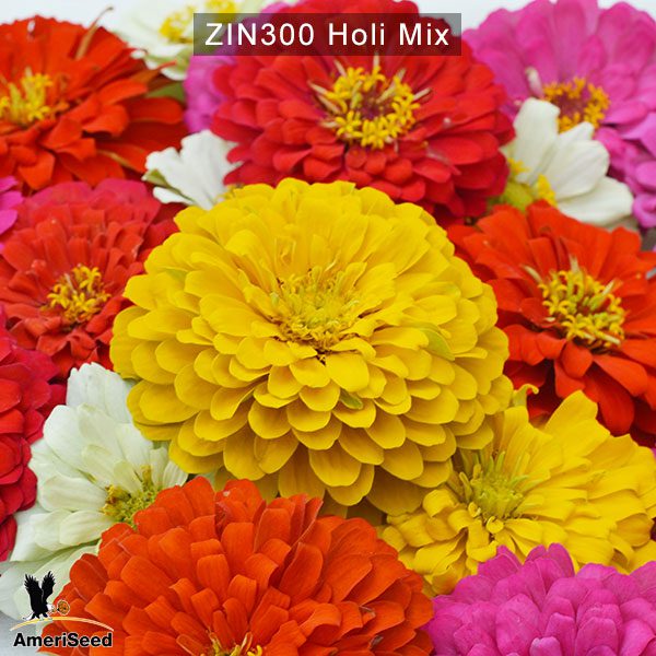 zinnia-holi-mix-1