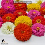 zinnia-holi-mix-2