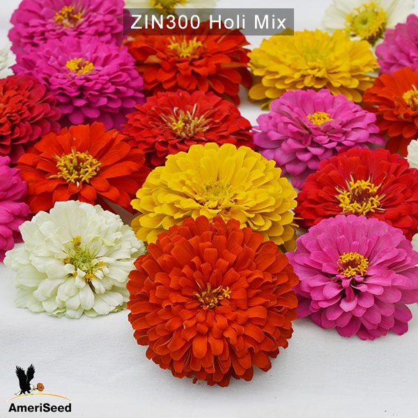 zinnia-holi-mix-2