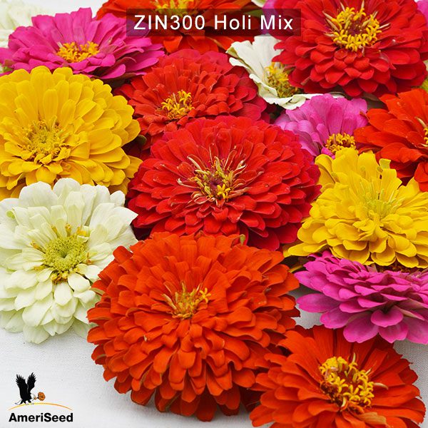 zinnia-holi-mix-3