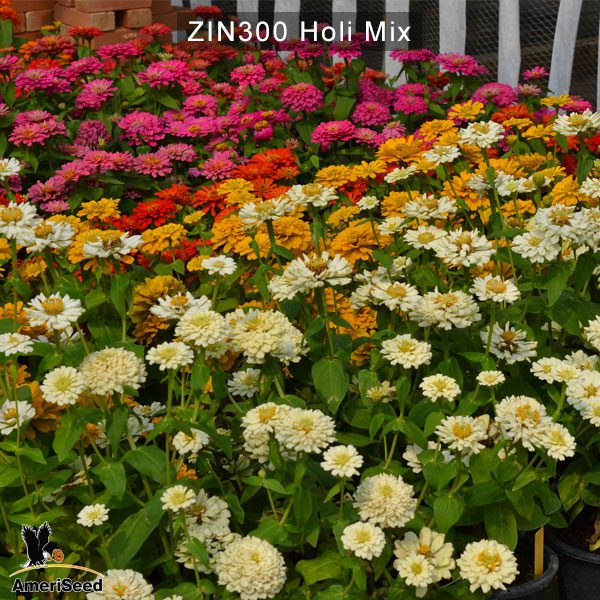 zinnia-holi-mix-4