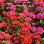 zinnia-holi-mix-5