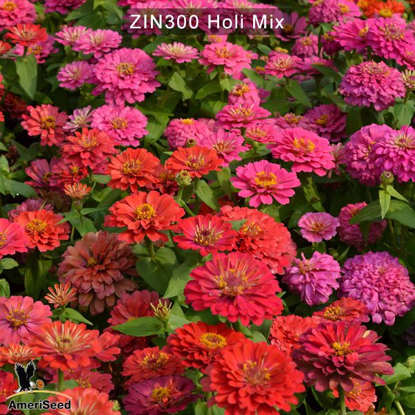 zinnia-holi-mix-5