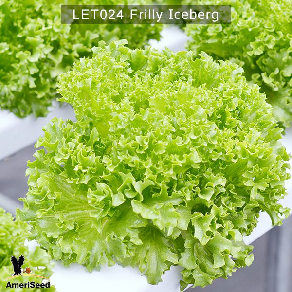 Frilly-Iceberg-1