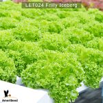Frilly-Iceberg