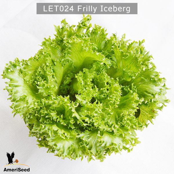Frilly-Iceberg-2