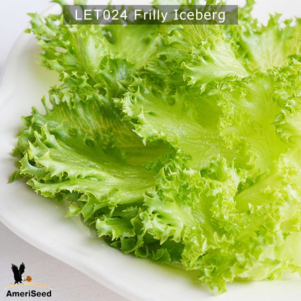 Frilly-Iceberg-3