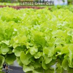 Green-Oak-12jpg