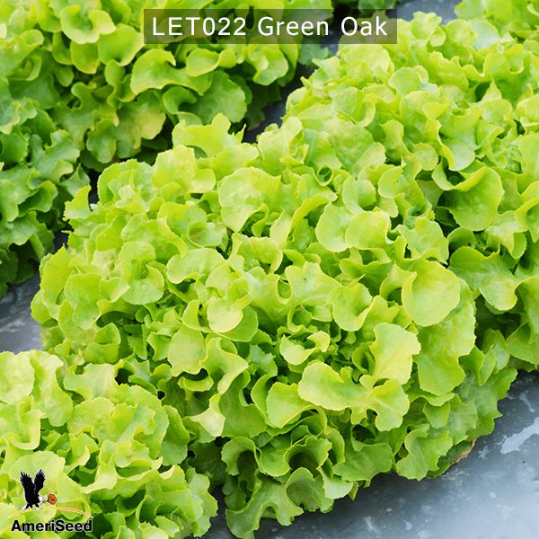 Green-Oak-3