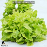 Green-Oak-4jpg