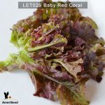 Lettuce-Baby-Red-Coral-1