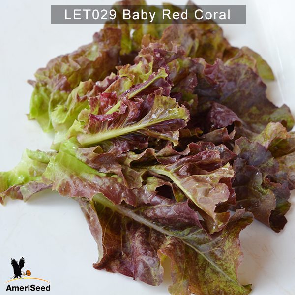Lettuce-Baby-Red-Coral-1