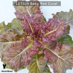 Lettuce-Baby-Red-Coral-2