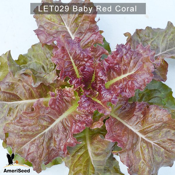 Lettuce-Baby-Red-Coral-2