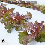 Lettuce-Baby-Red-Coral-3
