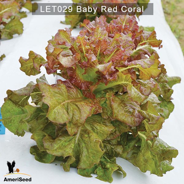 Lettuce-Baby-Red-Coral