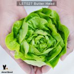Lettuce-Butter-Head-1