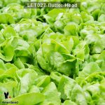 Lettuce-Butter-Head-2