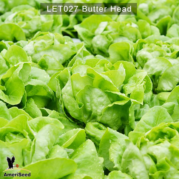 Lettuce-Butter-Head-2