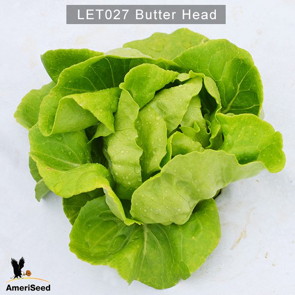 Lettuce-Butter-Head-3