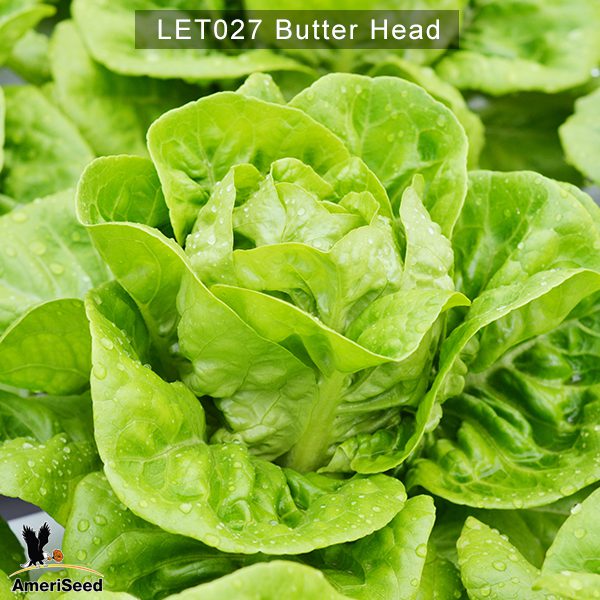 Lettuce-Butter-Head