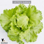 Lettuce-Iceberg-1