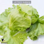 Lettuce-Iceberg-2