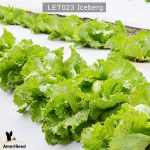Lettuce-Iceberg-3