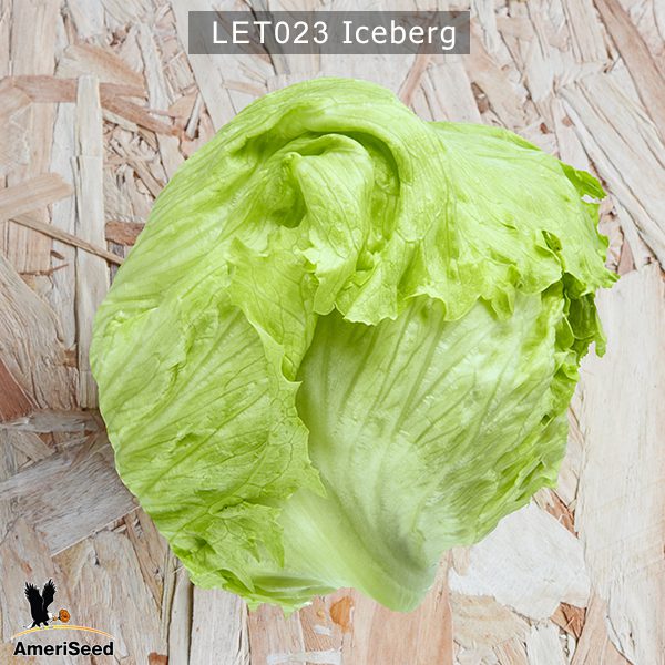 Lettuce-Iceberg