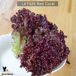 Lettuce-Red-Coral-1