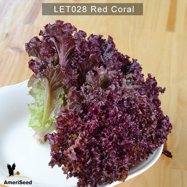 Lettuce-Red-Coral-1