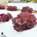 Lettuce-Red-Coral-2