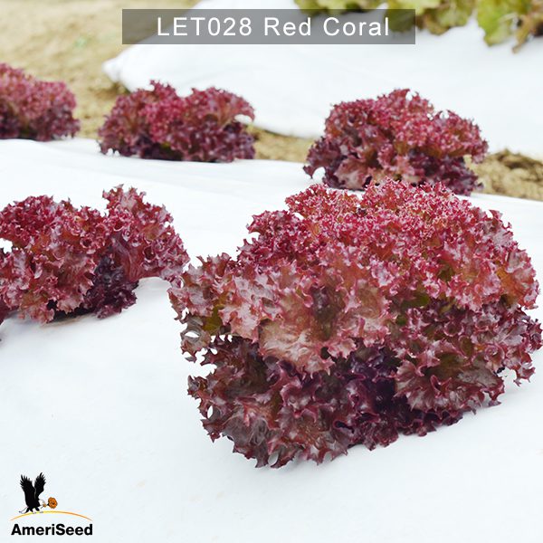 Lettuce-Red-Coral-2