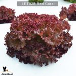 Lettuce-Red-Coral-3