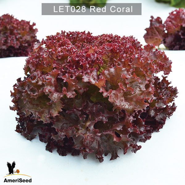 Lettuce-Red-Coral-3