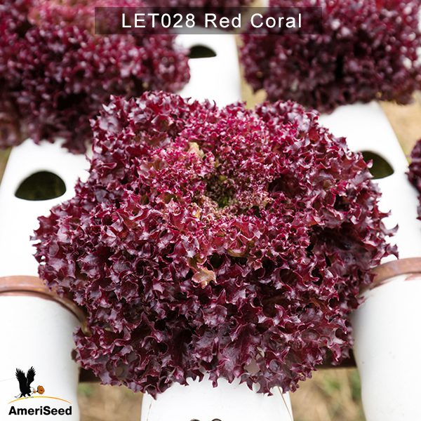 Lettuce-Red-Coral