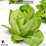 Lettuce-mini-cos-1