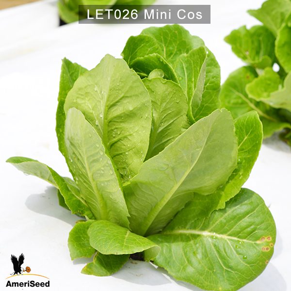 Lettuce-mini-cos-1