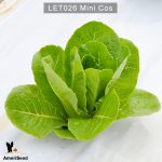 Lettuce-mini-cos