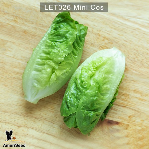 Lettuce-mini-cos-2