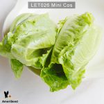 Lettuce-mini-cos-3
