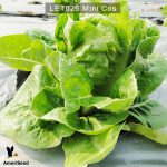 Lettuce-mini-cos-4