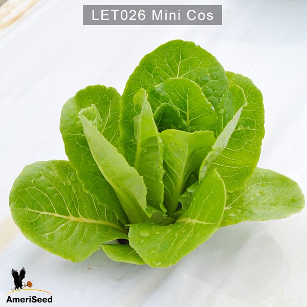 Lettuce-mini-cos