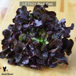 Lettuce-red-oak-1