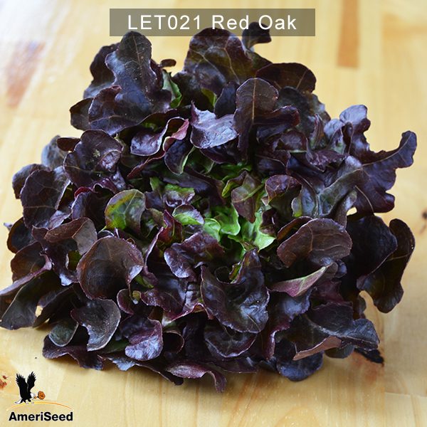 Lettuce-red-oak-1