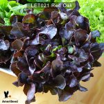 Lettuce-red-oak