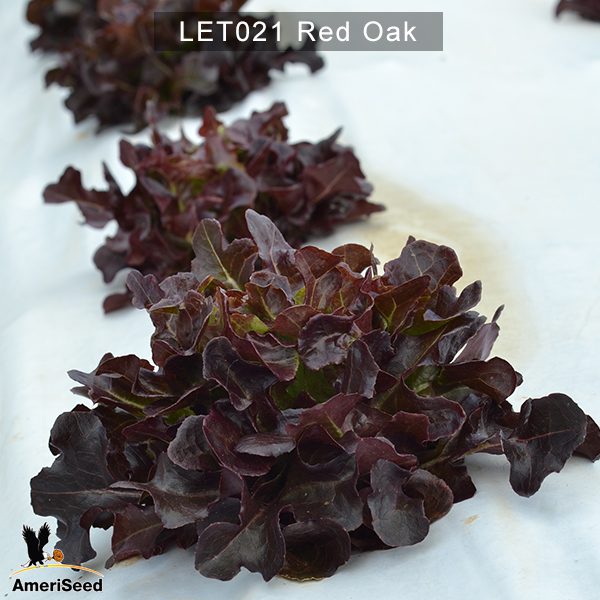 Lettuce-red-oak-2