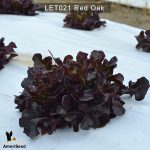 Lettuce-red-oak-3