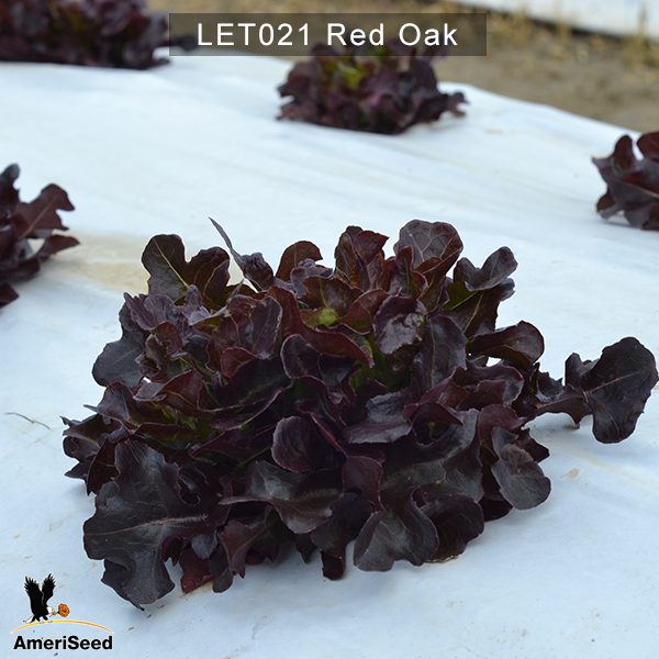 Lettuce-red-oak-3